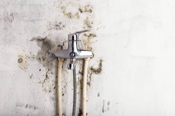 Trusted Hilbert, WI Mold Removal Experts