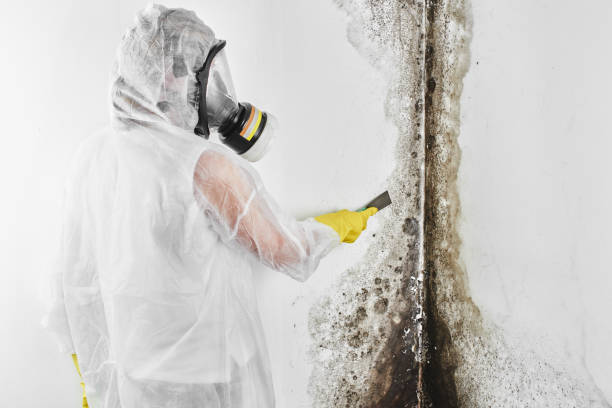 Best Mold Remediation Services  in Hilbert, WI