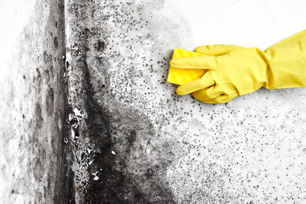 Best Fast Mold Removal  in Hilbert, WI
