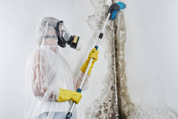 Best Commercial Mold Removal  in Hilbert, WI