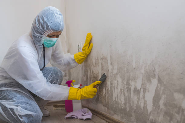 Best Residential Mold Removal  in Hilbert, WI