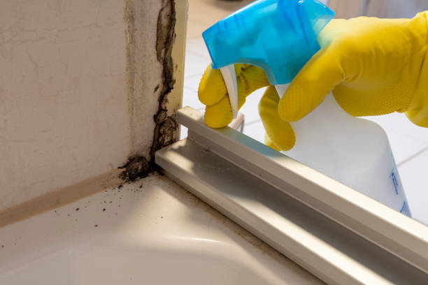 Best Affordable Mold Removal  in Hilbert, WI