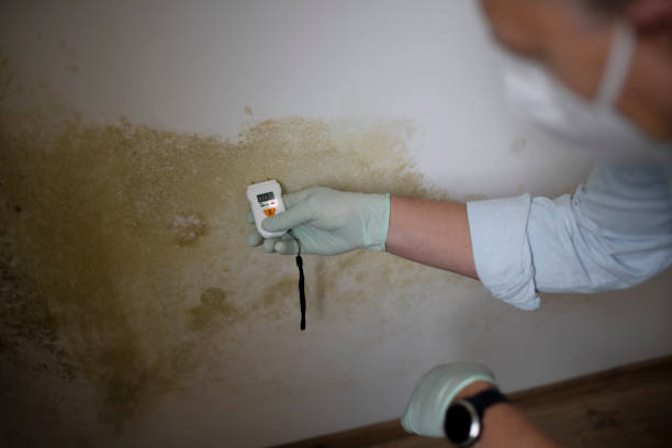 Best Mold Removal Near Me  in Hilbert, WI