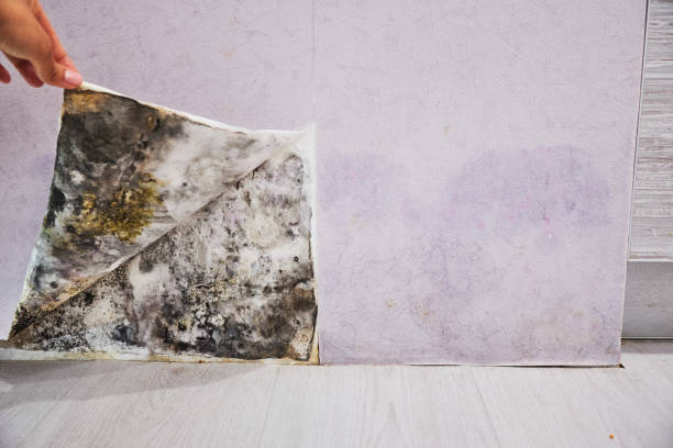 Best Toxic Mold Removal  in Hilbert, WI